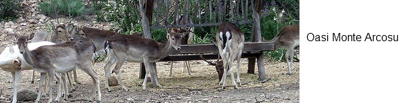 Oasi monte Arcosu